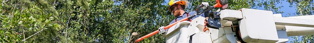 Trimming Trees